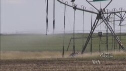 Через посухи фермери стали вирощувати більше квасолі