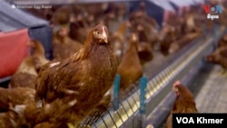 Kuku wa Marekani waathiriwa na ugonjwa wa mafua ya ndege