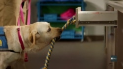 Чотирилапі помічники: як собак вчать допомагати людям з особливими потребами. Відео