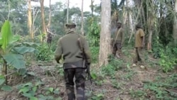 RDC : Une cinquantaine de combattants neutralisés au Nord-Kivu