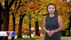 Grin-karta dasturi yopiladimi?