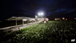 FILE - In this March 6, 2018 photo, farmworkers harvest cabbage before dawn in a field outside Calexico, Calif. 