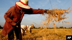 A Cambodian woman harvests rice in Battambang province, about 325 kilometers (200 miles) northwest of Phnom Penh, Cambodia, file photo. 