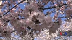 У Вашингтоні зацвіла сакура. Відео