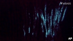 This image from video provided by the Monterey Bay Aquarium Research Institute in April 2024 shows bioluminescence in the shaggy bamboo coral Isidella tentaculum filmed in the ocean by a remotely operated vehicle. (Doc Ricketts/MBARI via AP)