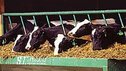 The U.S. Department of Agriculture announced in Copenhagen in 2012 that U.S. dairy farmers would reduce climate changing emissions by 25 percent by 2020. Agriculture is responsible for 14 percent of global greenhouse emissions, 8 percent in the United States. (FILE PHOTO)