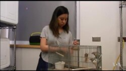 Songbirds Could Help Unravel Human Speech Disorders