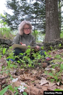 Botanical artist Carol Woodin, one of the top US botanical artists, is sketching a plant. She is also Director of Exhibitions for the American Society of Botanical Artists. (Carol Woodin)