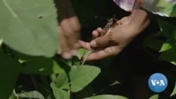 Sorgo poderá ser a solução ao cultivo do milho na África do Sul