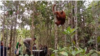 Orangutan Tapanuli saat dilepasliarkan di Cagar Alam Dolok Sipirok, Tapanuli Selatan, Sumut. Senin 23 November 2020. (Courtesy: BBKSDA Sumut)