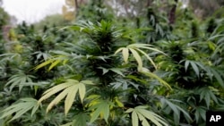 Ahora, cuando cada vez más estados legalizan ciertos tipos de uso de la marihuana, funcionarios federales de salud en Estados Unidos emitieron una advertencia nacional contra su consumo por parte de parte de adolescentes y mujeres embarazadas.