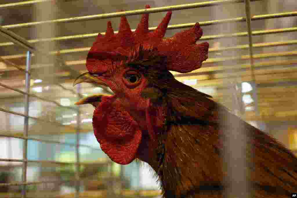 A rooster is presented on the eve of the annual International Agriculture Fair in Paris, France. The fair, featuring farm animals, food and agriculture industry, will be kicked off Saturday and lasts until March 6, 2016.