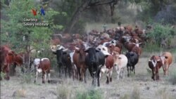Pindah Lahan Lestarikan Ternak