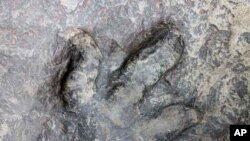 ڈاینوسار کے پاوں کا نشان (فائل)