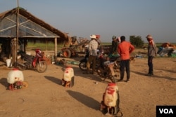 Male laborers prepare to spray pesticides in the rice field in Kampong Thom province, January 19, 2019. (Sun Nar/VOA Khmer)