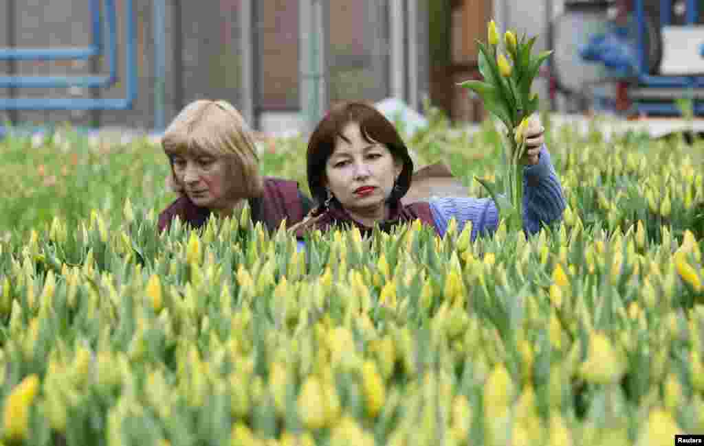Employees harvest tulips to create bouquets during preparations for the upcoming International Women's Day, March 8, at a municipal greenhouse in the Siberian city of Krasnoyarsk, Russia.
