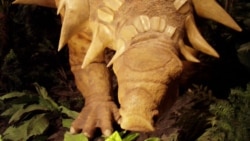 Quiz - One-in-a-Billion Dinosaur Discovery