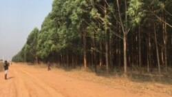 poligono florestal antes do incendio