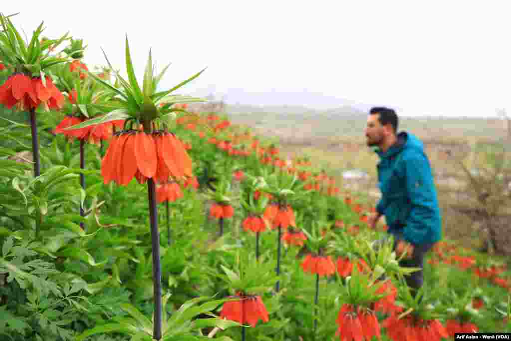 Guldexwinan Xwezaya Wanê Xemilandin 