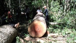 Hello VOA៖ ក្រុម​សកម្មជន​ថា​ឈ្មួញ​បង្កើន​សកម្មភាព​កាប់បំផ្លាញ​ព្រៃឈើ​នៅ​ព្រៃឡង់