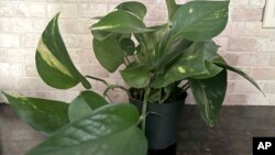 This Jan. 17, 2023, image provided by Jessica Damiano shows a vining pothos houseplant, which has toxic properties so should be kept away from children. (Jessica Damiano via AP)