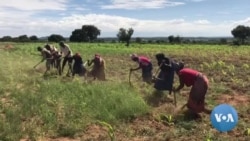 Chuva renova esperança de agricultores angolanos na Huíla
