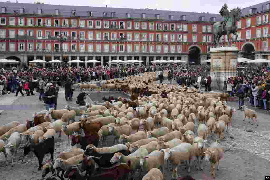 Sheep are guided by shepherds across Plaza Mayor in central Madrid, Spain.