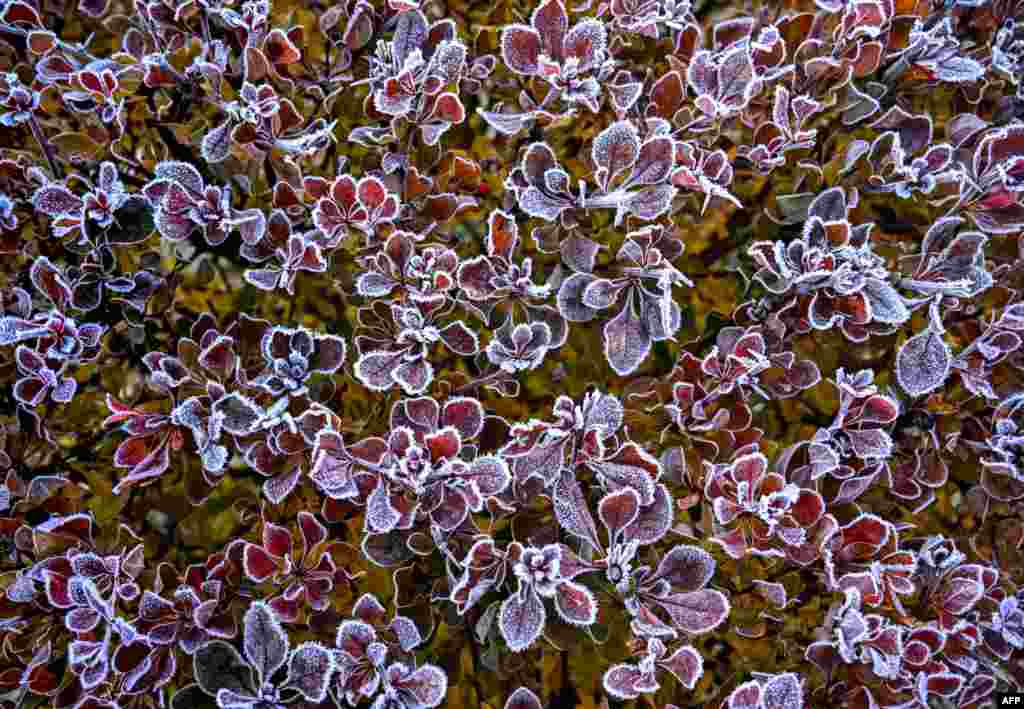 Barberry bush leaves are seen covered with hoarfrost in the garden outside Moscow early morning, as the air temperatures in the Russian capital dropped below zero during the night.