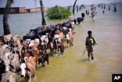 Korban banjir akibat hujan monsun mengungsikan ternak mereka saat rumah mereka terendam banjir di Sehwan, provinsi Sindh, Pakistan, Jumat, 9 September 2022. (AP Photo/Pervez Masih)