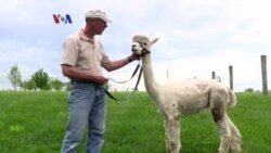 Peternakan Alpaca Makin Populer di Amerika