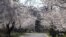 Breathtaking Cherry Blossoms Draw International Visitors to Maryland Neighborhood