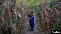 FILE - A North Korean boy holds a spade in a corn field in the Soksa-Ri collective farm in the South Hwanghae province.