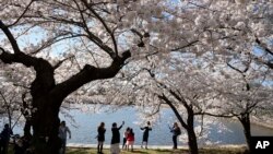 벚꽃이 핀 미국 수도 워싱턴 D.C. (자료사진)