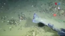 Со децении на дното од Охридското Езеро стојат т.н. мрежи „духови“ од нелегален риболов