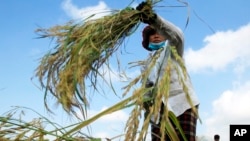 FILE - A Cambodian farmer harvests rice in a paddy on the outskirts of Phnom Penh, Cambodia.