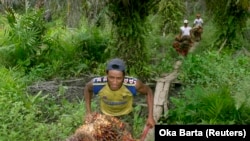Pekerja mengumpulkan buah sawit dari kebun sawit di kawasan transmigrasi Arso, Papua, 19 April 2007. (Foto: REUTERS/Oka Barta)
