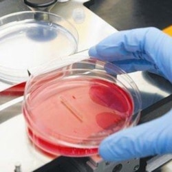 A “printed” blood vessel at Organovo lab in San Diego, California