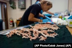 University of Hawaii researcher Sonia Rowley logs coral samples taken from deep ocean seamounts during an expedition to unexplored underwater volcanoes off the coast of Hawaii's Big Island on Sept. 7, 2016. (AP Photo/Caleb Jones)