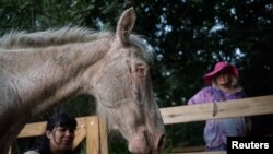 Gabriela Bezerica (R) and a volunteer look at a mistreated horse that had been dropped off at the animal sanctuary "Animal Paradise" Jan. 25, 2020. (REUTERS/Mariana Greif)