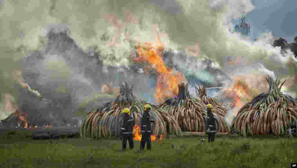 Firemen stand by as pyres of ivory are set on fire in Nairobi National Park, Kenya, April 30, 2016.