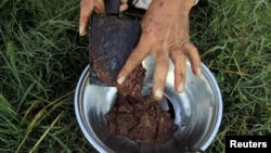 تریاک از کوکنار به دست میاید