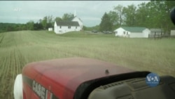 Чому американські фермери все частіше починають засаджувати свої землі несезонними злаками? Відео