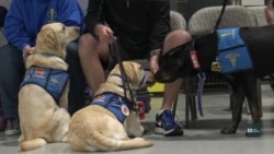 Собаки можуть відчувати низький рівень цукру в крові. Відео