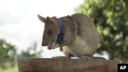 In this undated photo issued by the PDSA, People's Dispensary for Sick Animals, Cambodian landmine detection rat, Magawa is photographed wearing his PDSA Gold Medal, the animal equivalent of the George Cross, in Siem, Cambodia. (PDSA via AP)