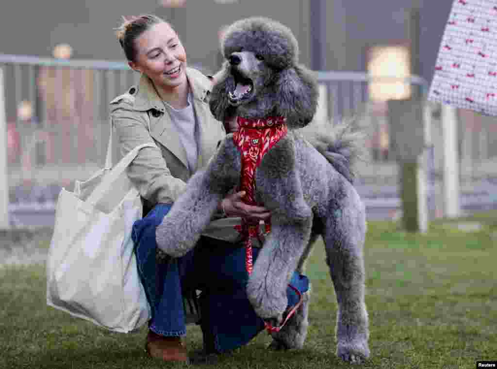 A Standard Poodle is seen on the first day of the Crufts dog show in Birmingham, Britain.