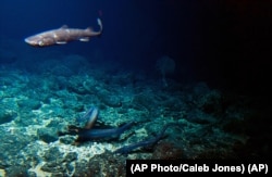 A deep sea shark and several eels come to food placed at the summit of the Cook seamount, seen from the Pisces V submersible during a dive to the unexplored seamount off the coast of Hawaii on Sept. 6, 2016. (AP Photo/Caleb Jones)