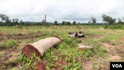 រូបឯកសារ៖ ព្រៃឈើត្រូវបានកាប់ដើម្បីធ្វើដីសម្បទាននៅក្នុងខេត្តរតនគីរីនៃប្រទេសកម្ពុជានៅថ្ងៃទី២៦ ខែសីហា ឆ្នាំ២០១៤។ (នូវ ពៅលក្ខិណា VOA)