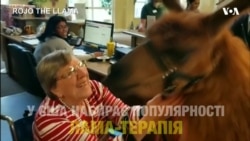 У США набирає популярності лама-терапія. Відео
