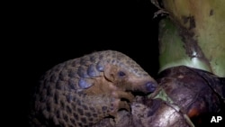 នេះ​ជា​រូបភាព​ដែល​ត្រូវ​បាន​ថត​កាល​ពី​ថ្ងៃទី​២០ កញ្ញា​​ ២០១៦ បង្ហាញ​ពី សត្វពង្រូល​នៅ​ចិន​មួយ​ក្បាល​ដេក​នៅ​លើ​មេក​ឈើ​ក្នុង​មជ្ឈមណ្ឌល​សង្រ្គោះ​សត្វ​ព្រៃ​ប្រទេស​វៀត​ណាម​ក្នុង​ឧទ្យាន​ជាតិ​ Cuc Phuong ខេត្ត​ Ninh Binh ប្រទេស​វៀតណាម។