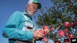 George Naylor looks over organic apples grown on his farm on September 13, 2022, near Churdan, Iowa. (AP Photo/Charlie Neibergall)